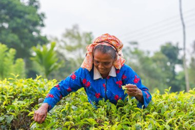 Rassagala, Sri Lanka - Mar 21: Çay yaprağı çay plantasyon üzerinde 19 Mart 2016 üzerinde çay plantasyon Rassagala, Sri Lanka, toplama kadından Sri lanka.