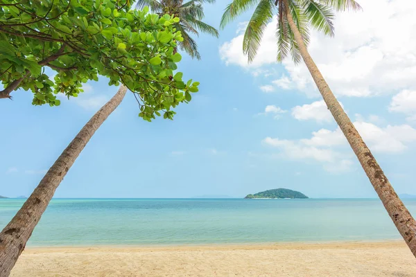 Tropical Beach Kokosowego Drzewa — Zdjęcie stockowe