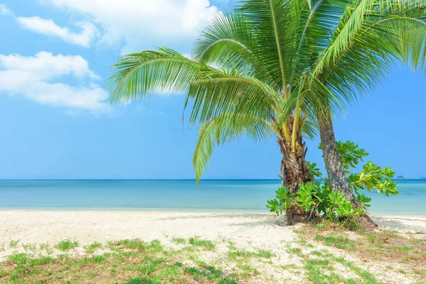 Tropischer Strand Und Kokospalme — Stockfoto