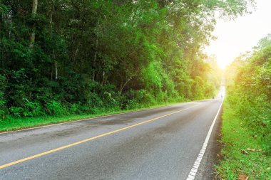 Asfalt yol güneş yeşil orman yoluyla