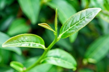 Taze çay plantasyon içinde yapraklar.
