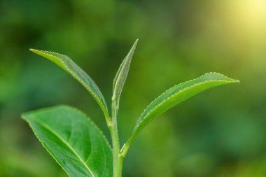 Taze çay plantasyon içinde yapraklar.
