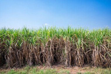 Şeker kamışı alan Tayland'da dikim.
