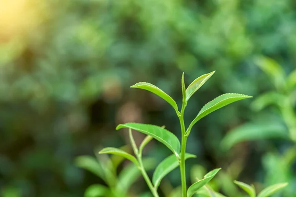 Taze çay plantasyon içinde yapraklar.