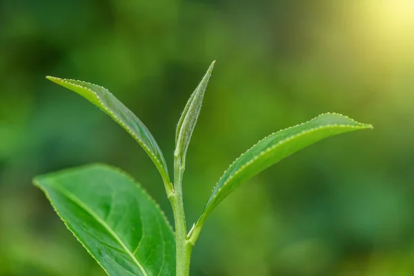 Folhas Chá Fresco Plantação — Fotografia de Stock