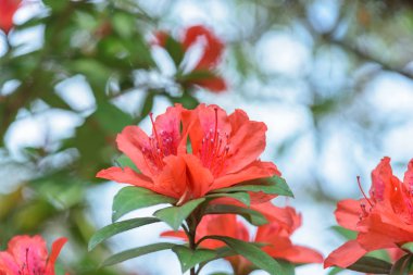 Kırmızı açelya çiçek yağmur ormanlarında, Tayland.