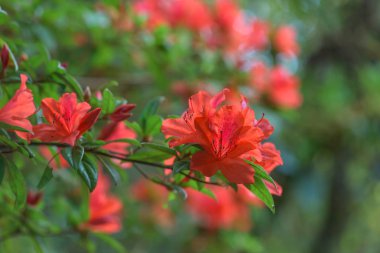 Kırmızı açelya çiçek yağmur ormanlarında, Tayland.