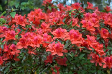 Kırmızı açelya çiçek yağmur ormanlarında, Tayland.
