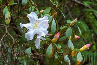 Beyaz açelya çiçek yağmur ormanlarında, Tayland.