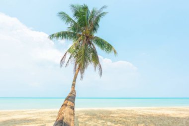Tropikal plaj ve Hindistan cevizi ağacı