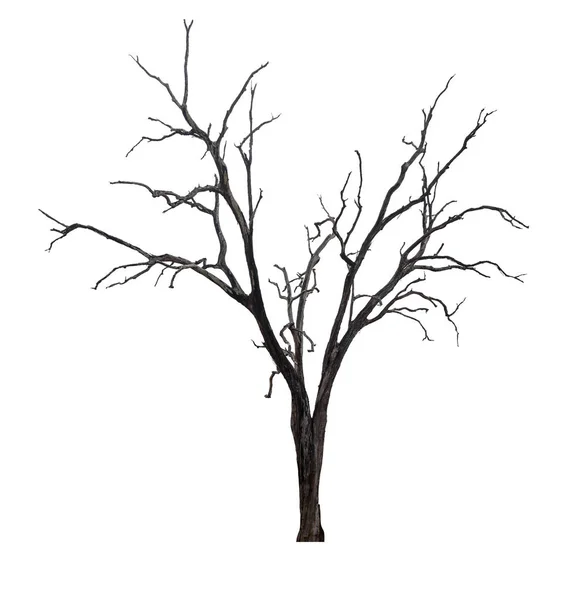 Μονό Παλιό Και Νεκρό Δέντρο Απομονωμένο Λευκό Φόντο — Φωτογραφία Αρχείου