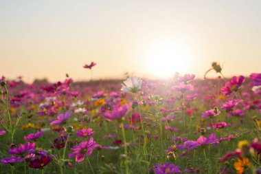  Günbatımı güzel cosmos çiçek.
