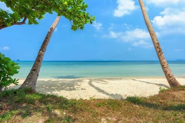 Tropischer Strand Und Kokospalme — Stockfoto