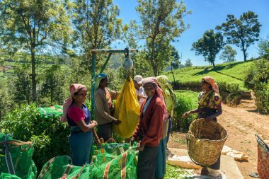 NUWARA ELIYA, SRI LANKA - MAR 19: Women from Sri lanka  working and picking tea leaf on tea plantation on March 19, 2016 on a tea plantation at Nuwara Eliya, Sri lanka. clipart