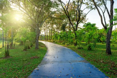 Ağaçlar ve kaldırımlar parktaki yeşil çimlerin üzerinde sabah.