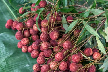 Ağaçta olgun liçi meyveleri.