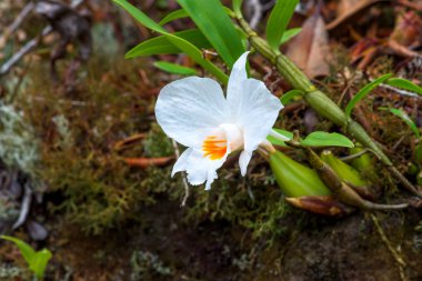 Dendrobium infundibulum Lindl, beyaz nadir yabani orkide yağmur ormanları, Tayland büyümek..