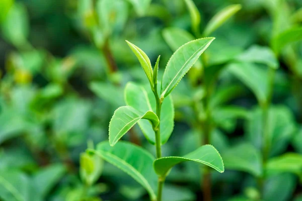 Taze Çay Plantasyon Içinde Yapraklar — Stok fotoğraf