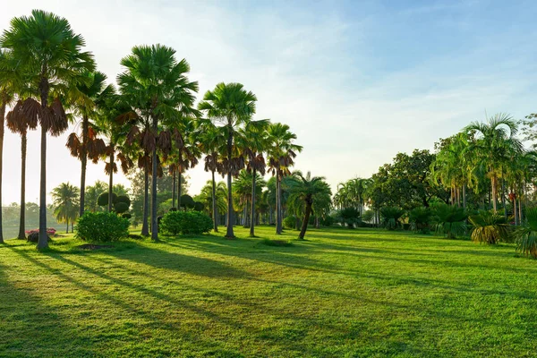 Palmiye ağacı ve yeşil çim alanlı sabah parkta güzel manzara.