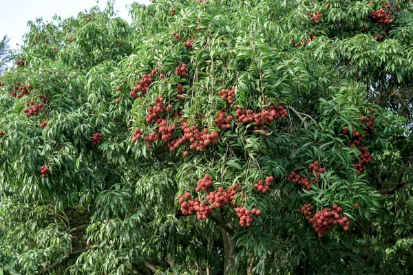 Stock image Ripe lychee fruits on tree.