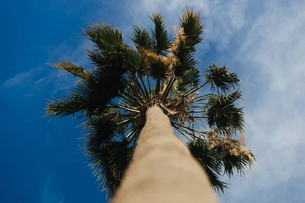 Palm weergave van onderen tegen de blauwe lucht Rechtenvrije Stockafbeeldingen