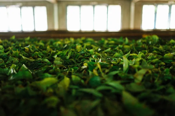 茶葉はスリランカのヌワラ・エリヤで乾燥 ロイヤリティフリーのストック写真