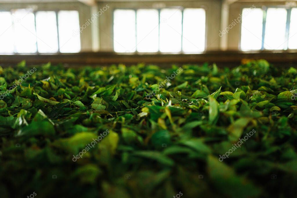 tea leaves dried at Nuwara Eliya, Sri-lanka