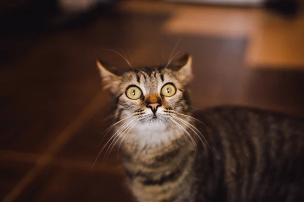 Gato sorprendido en raya mira a la cámara. Gato emocional — Foto de Stock