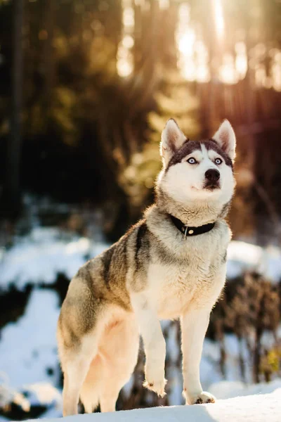 Huskys dog looks to the side while the back of the snow and sun — Stock Photo, Image