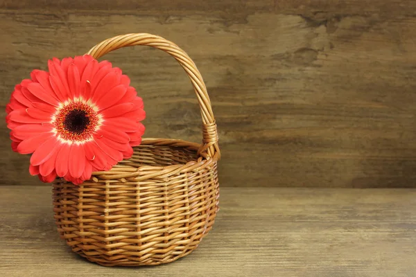 Turuncu gerbera sepeti ile