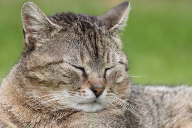 Tekir kedi başkanı