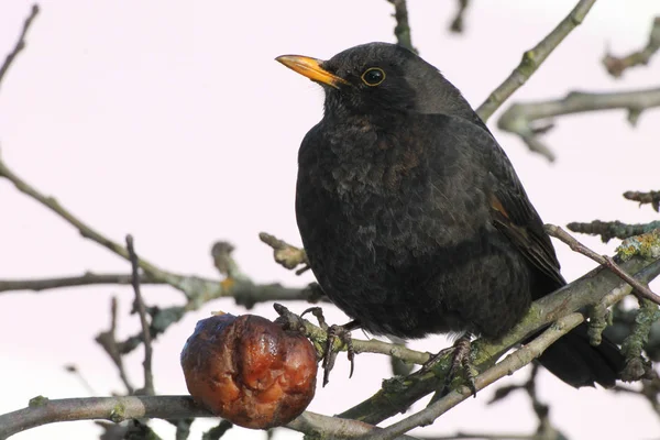 Pássaro negro na árvore — Fotografia de Stock