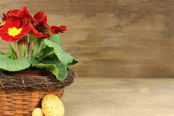 Primrose with easter eggs — Stock Photo, Image