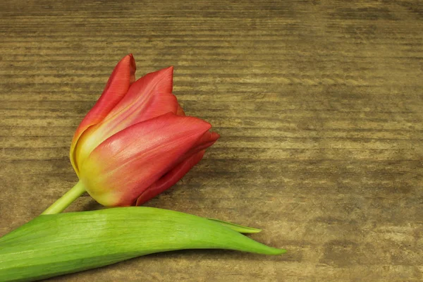 Red tulip in detail — Stock Photo, Image