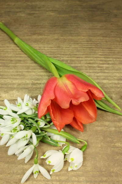 Tulip and snowdrops — Stock Photo, Image