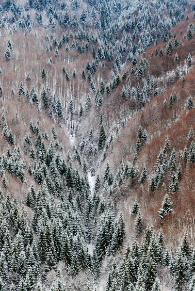 Krajobraz lasów zimowych — Zdjęcie stockowe