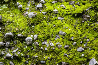 yosun ve taş arka plan