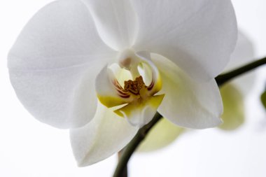 Beyaz phalaenopsis orkide