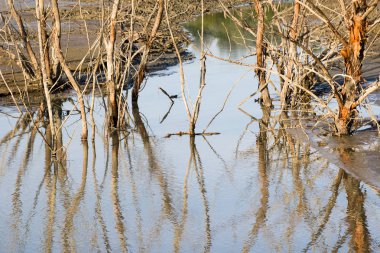 Küresel ısınma kavramı, ölü ağaçlar