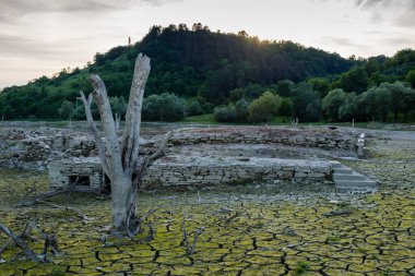 Küresel ısınma kavramı, ölü ağaçlar