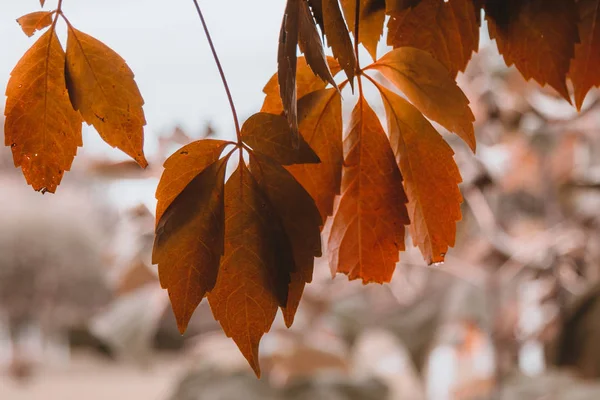 Hojas de otoño marrón — Foto de Stock