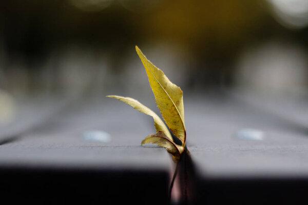 Падший осенний лист
