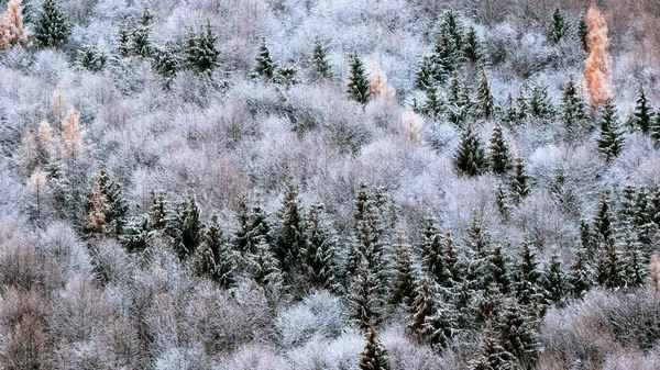 Paysage forestier hivernal — Photo