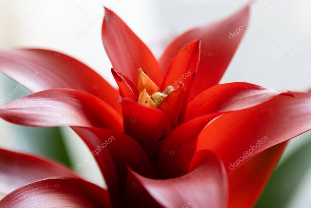 Blooming Red Scarlet Star Guzmania Bromeliad Flower