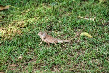 Doğu bahçe kertenkelesi (Kalotes versicolor) Kanchanaburi, Tayland
