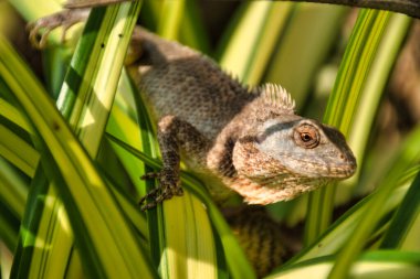 Doğu bahçe kertenkelesi (Kalotes versicolor) Kanchanaburi, Tayland
