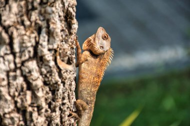 Doğu bahçe kertenkelesi (Kalotes versicolor) Kanchanaburi, Tayland