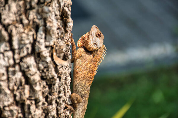 Oriental garden lizard (Calotes versicolor) in Kanchanaburi, Thailand