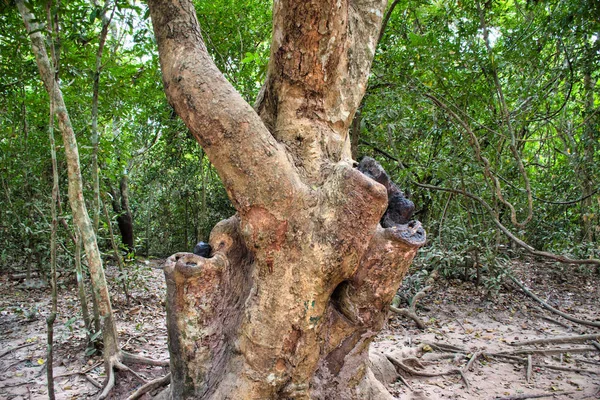 Tetrameles nudiflora é a famosa árvore spung — Fotografia de Stock