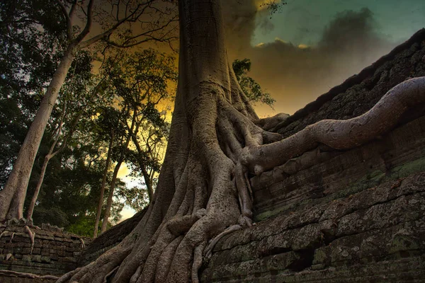 Tetrameles nudiflora é a famosa árvore spung — Fotografia de Stock